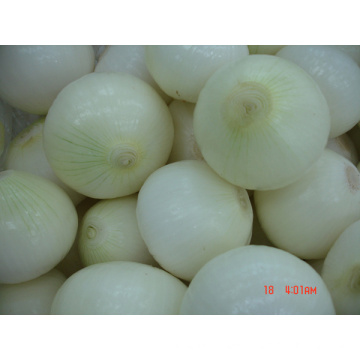 Fresh New Crop Peeled White Onion (6-8cm)